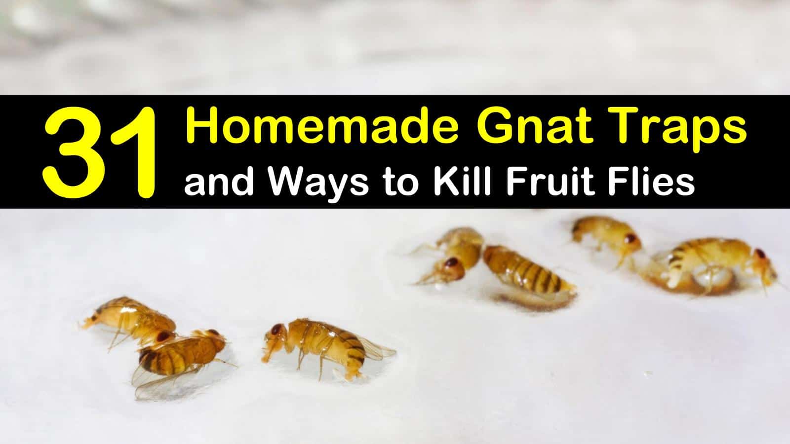 31 Homemade Gnat Traps and Ways to Kill Fruit Flies titleimg1