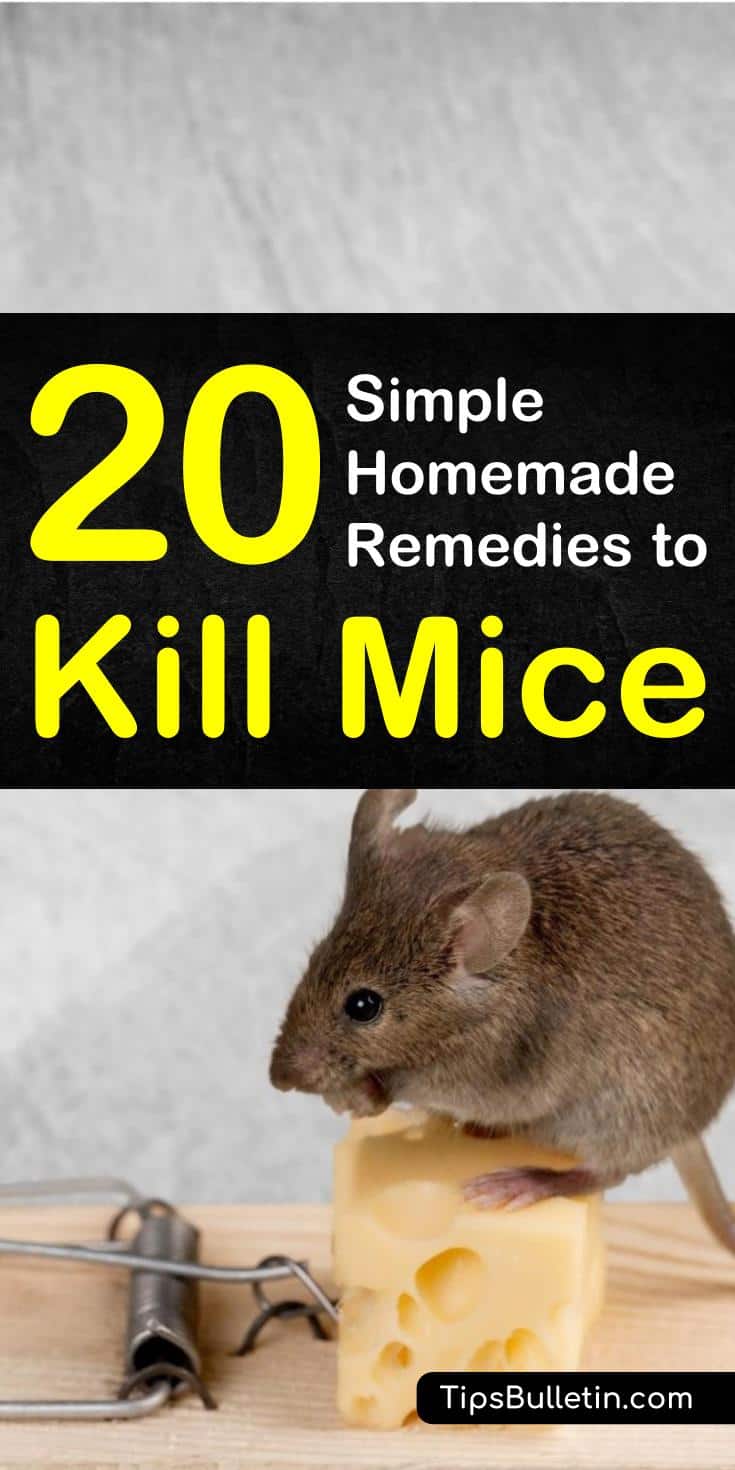 The best 20 homemade remedies to kill mice. These simple pest control techniques offer natural ways to rid your home of unwanted mice. With ingredients like peppermint oil, mashed potatoes, and kitty litter, you can get rid of mice easily. #killmice #getridofmice #DIYpestcontrol