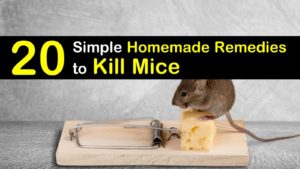 20 Simple Homemade Remedies to Kill Mice titleimg1