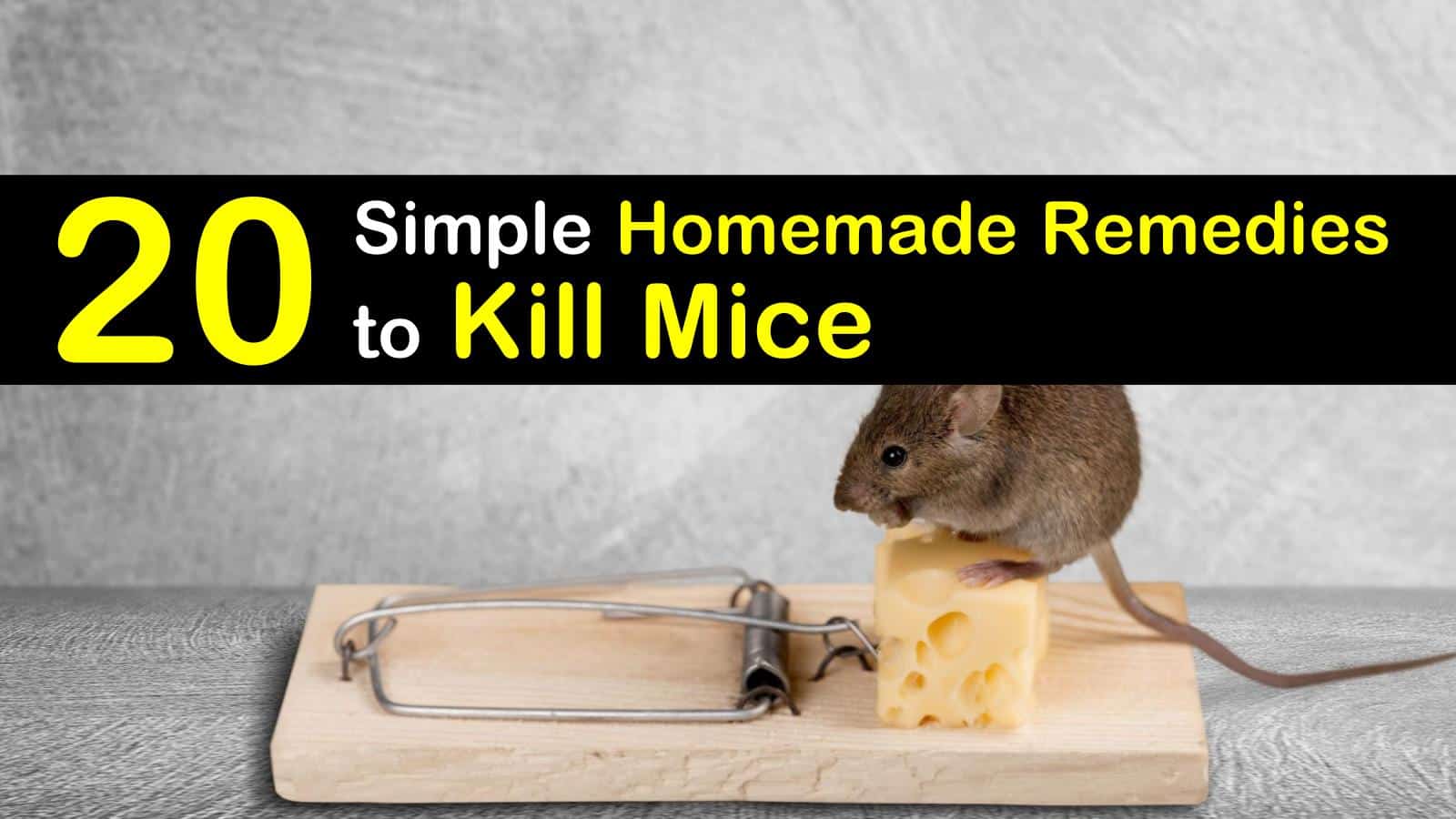 20 Simple Homemade Remedies to Kill Mice titleimg1