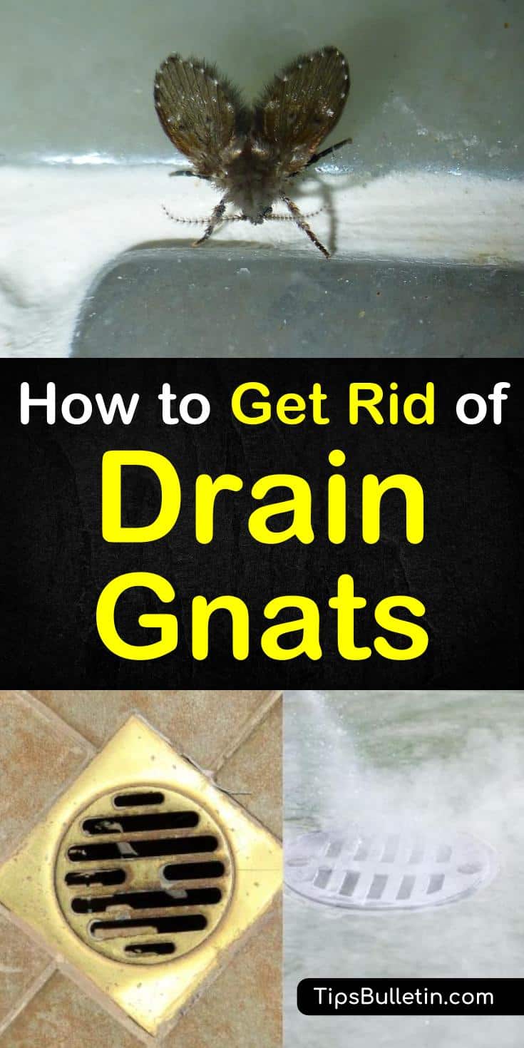 Learn how to get rid of drain gnats at home with these simple methods. Use everyday ingredients like vinegar, baking soda, and bleach to effectively kill these tiny, flying pests. These simple pest control methods will effectively eliminate drain gnats. #drainflies #getridofdrainflies #drainfly