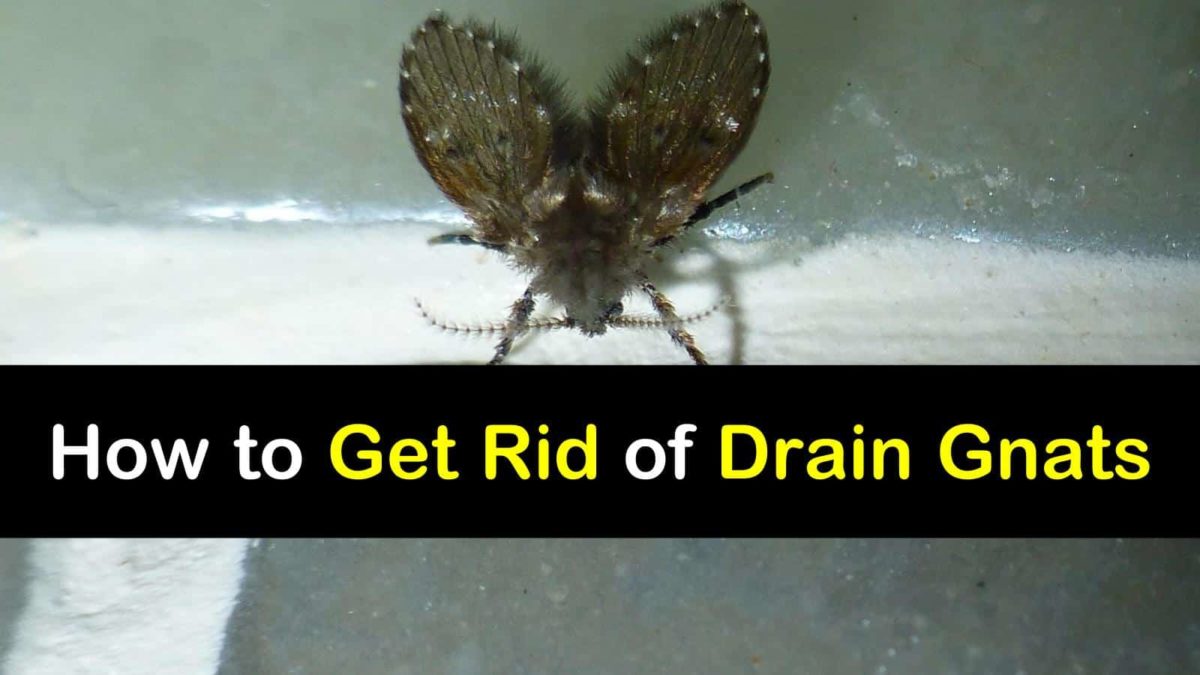 4 Amazingly Simply Ways to Get Rid of Drain Gnats