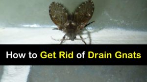 How to Get Rid of Drain Gnats titleimg1
