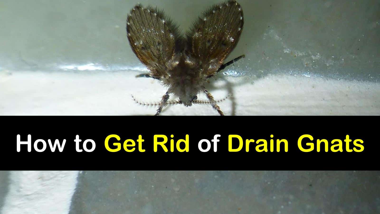 How to Get Rid of Drain Gnats titleimg1