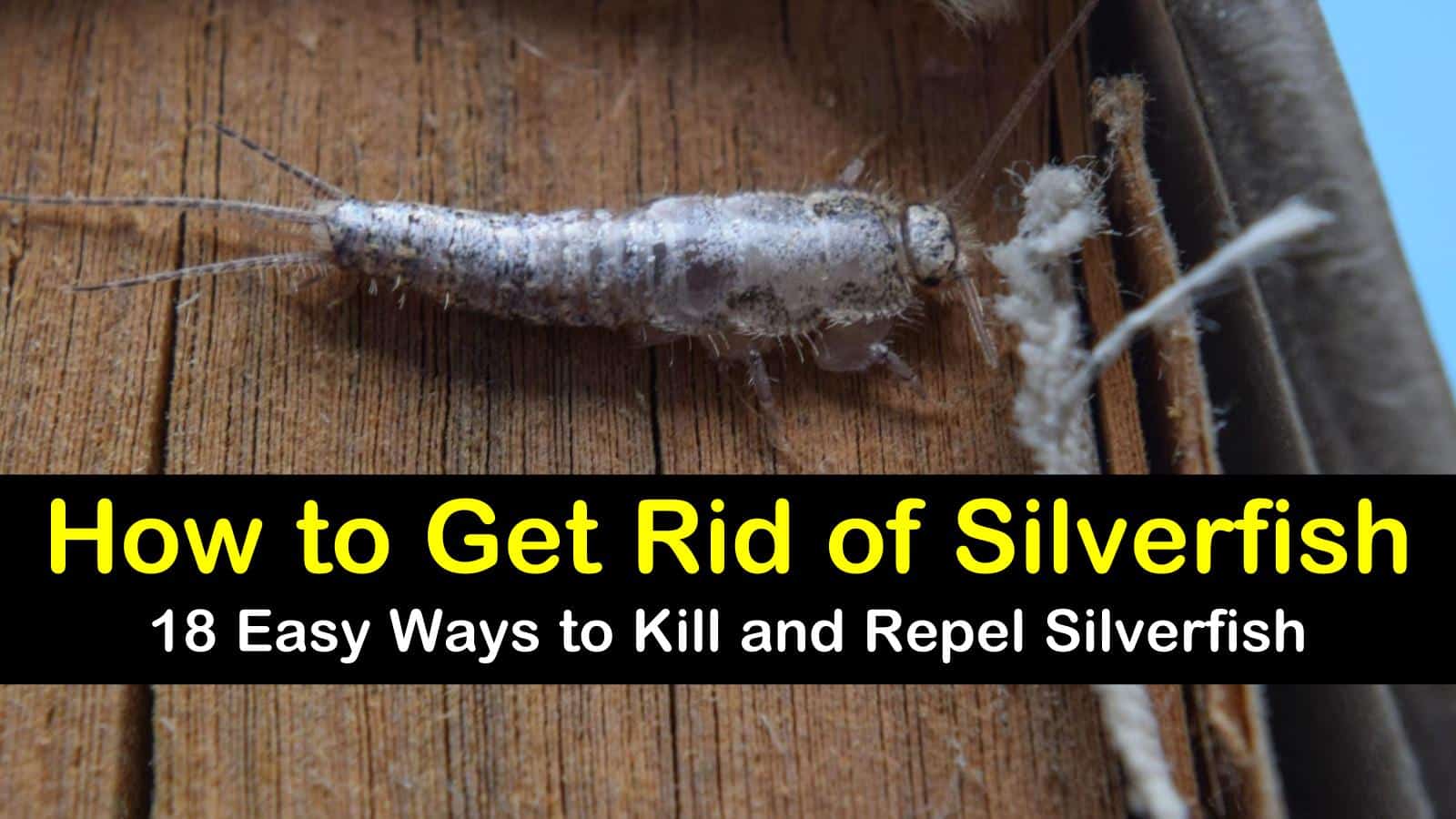 How To Get Rid Of Silverfish 18 Easy Ways To Kill And