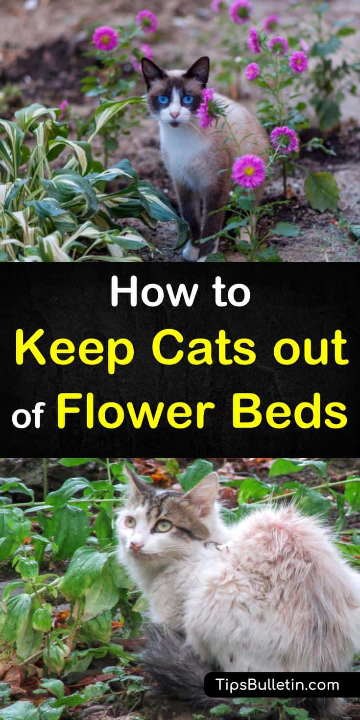 Tips and tricks for how to keep cats out of flower beds. Don't let neighborhood cats turn your gardens into a litter box, learn how to get rid of cats and other pets with natural remedies. Use products like chicken wire, plants or a fence to keep cats out. #cats #keepcatsout #garden