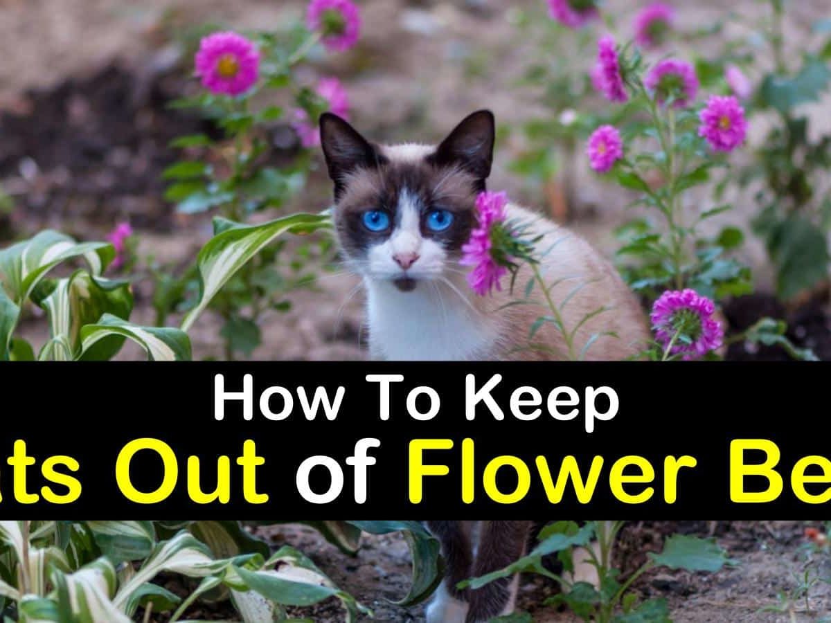 Keep Cats Out Of Flower Beds, How To Keep Cats Out Of My Flower Garden