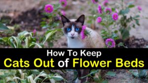 Keep Cats Out Of Flower Beds, How To Keep A Cat Out Of Your Flower Garden