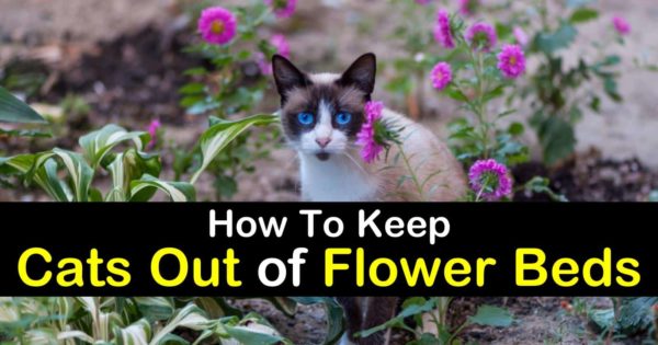 Keep Cats Out Of Flower Beds, What Will Keep Cats Out Of My Flower Garden