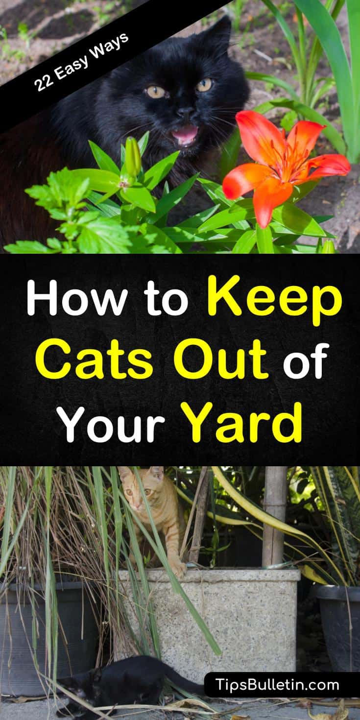 How To Keep Cats Out Of Your Yard 22 Easy Ways