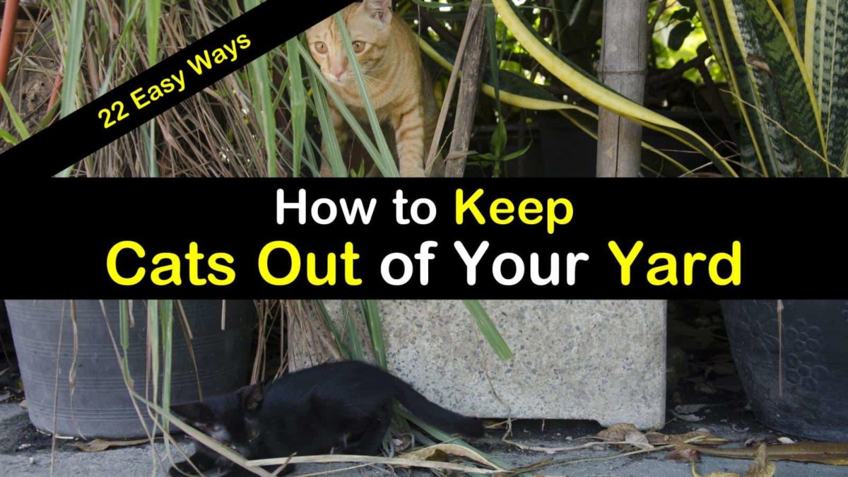 how to keep cats out of your yard t1
