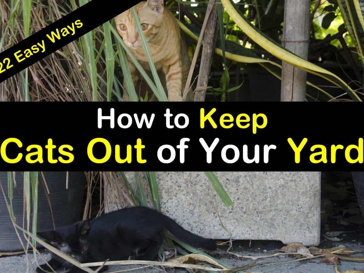 How To Keep Cats Out Of Your Yard 22, How Can You Keep A Cat Out Of Your Garden