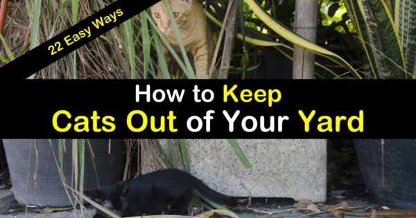 How To Keep Cats Out Of Your Yard 22, What Can I Put Around My Garden To Keep Cats Out Of Yards