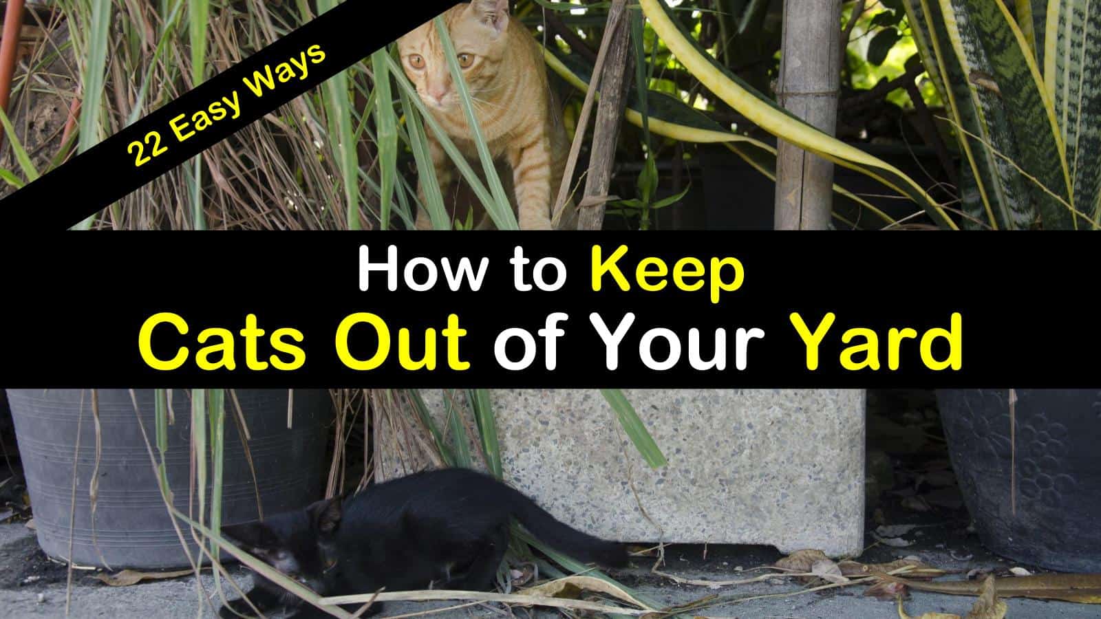 How To Keep Cats Out Of Your Yard 22 Easy Ways How To Keep Cats Out Of Your Yard 22 Easy Ways