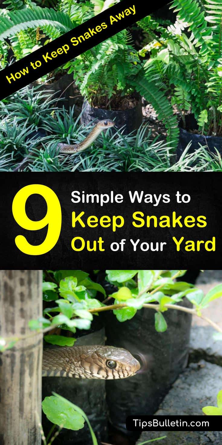 9 ways to keep snakes away from house and backyards. Learn how to make snake repellent using essential oils and other simple ingredients you can find in your house. Learn how to get rid of snakes and keep gardens and yards snake free all summer long. #keepsnakesaway #snakes #DIYsnakerepellents