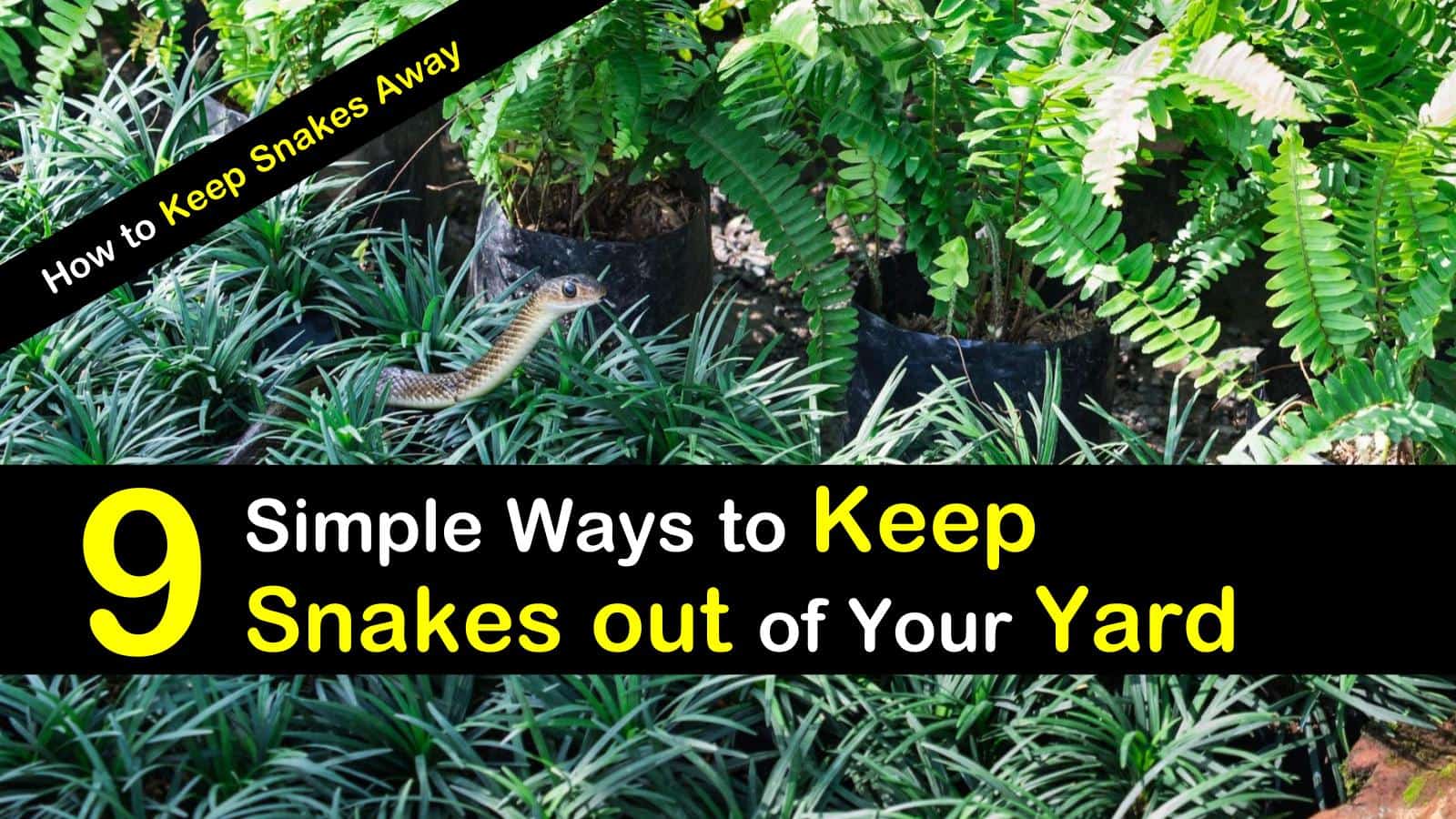 9 Simple Ways To Keep Snakes Out Of Your Yard How To Keep Snakes