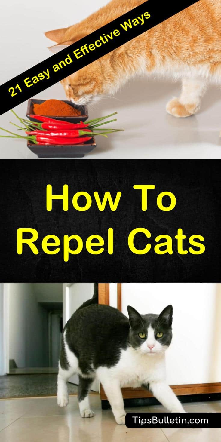 Discover 21 easy ways to repel cats and keep them from using your flower beds as their litter box. These natural, homemade remedies use ingredients like essential oils and herbs to keep cats from yard and gardens. Learn how to make homemade sprays with simple products from your home. #keepcatsout