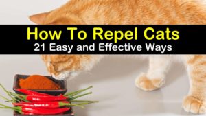 How To Repel Cats - 21 Easy and Effective Ways titlimg1