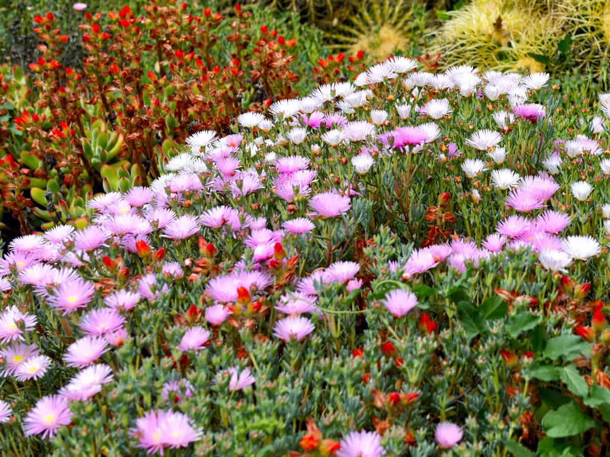 ice plants prefer dry climates