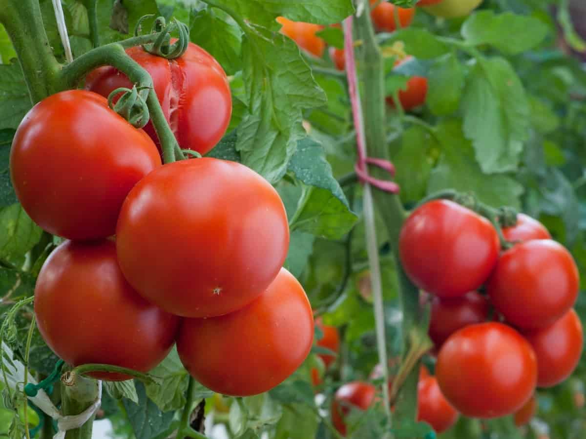 grow tomatoes in a pot