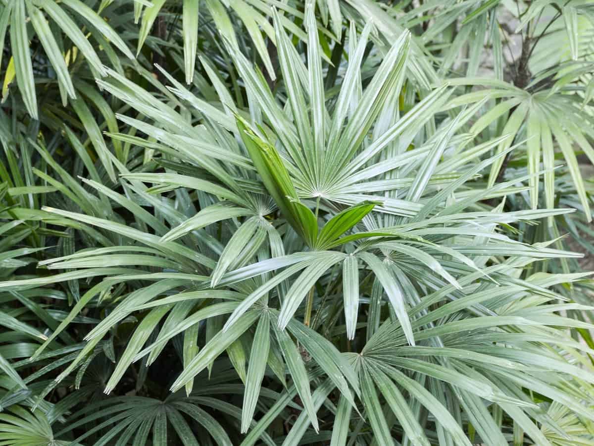 lady palm can grow to 14 feet