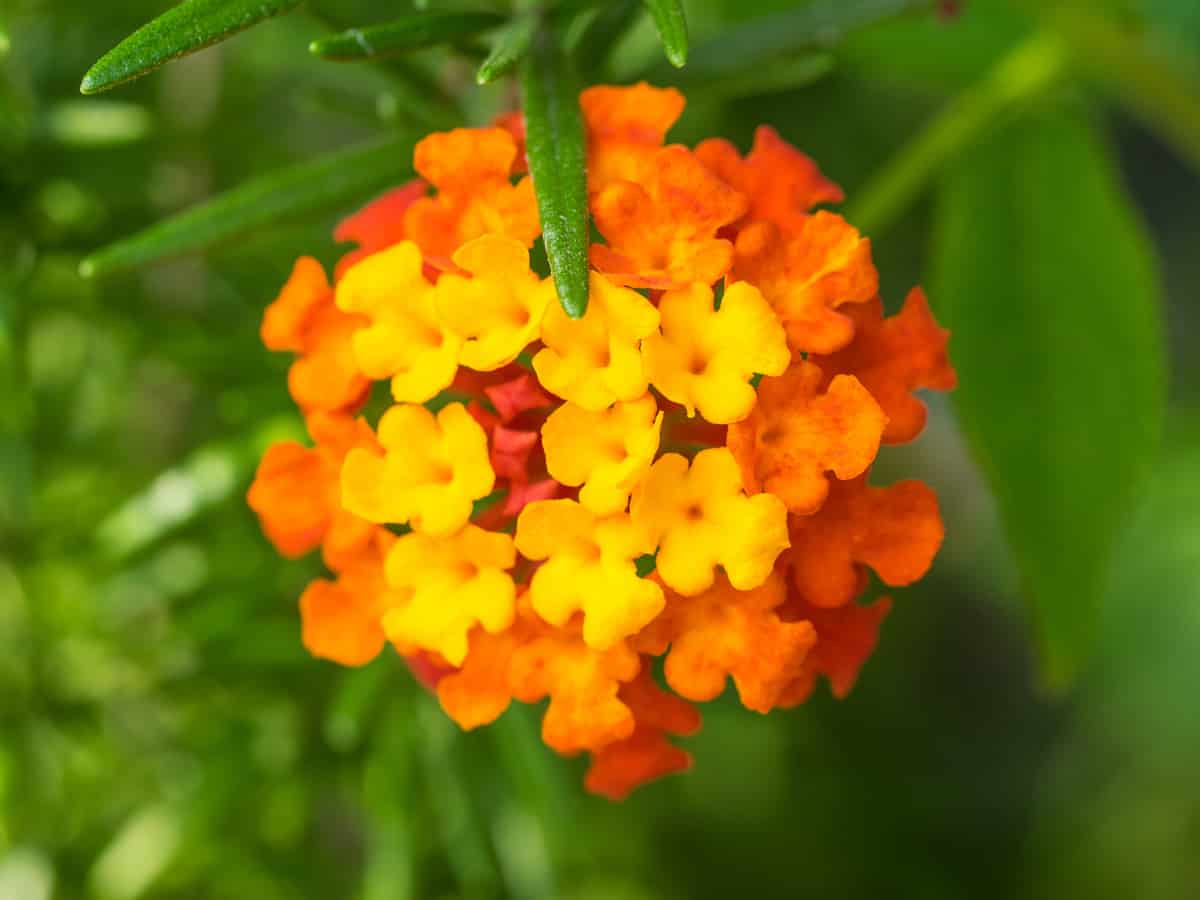 lantana a member of the verbena family