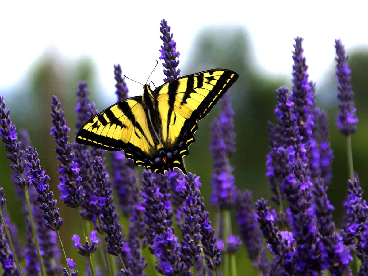 lavender attracts pollinators