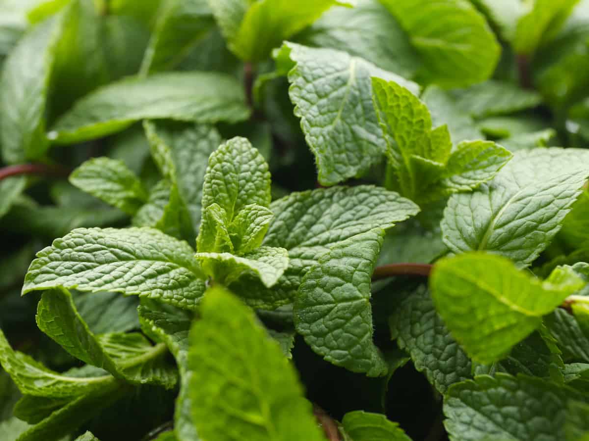 grow lemon balm in kitchen herb garden