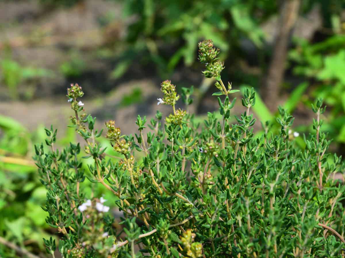 lemon thyme keeps bugs away