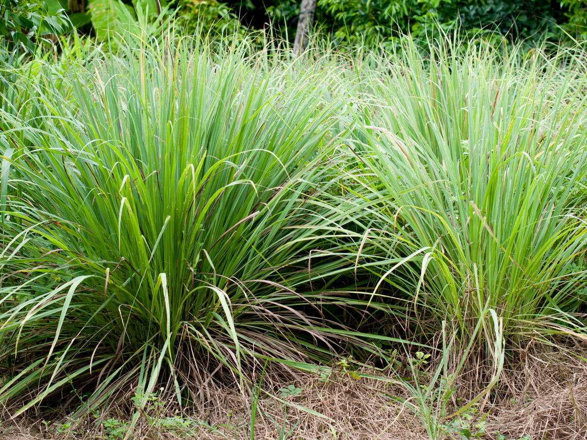 lemongrass tastes like citrus - great for repelling mosquitoes