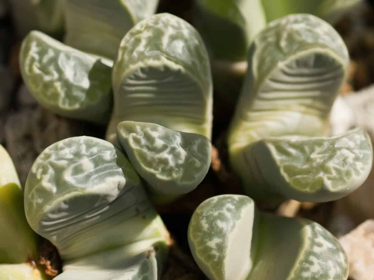 living stones the drought resistant plant