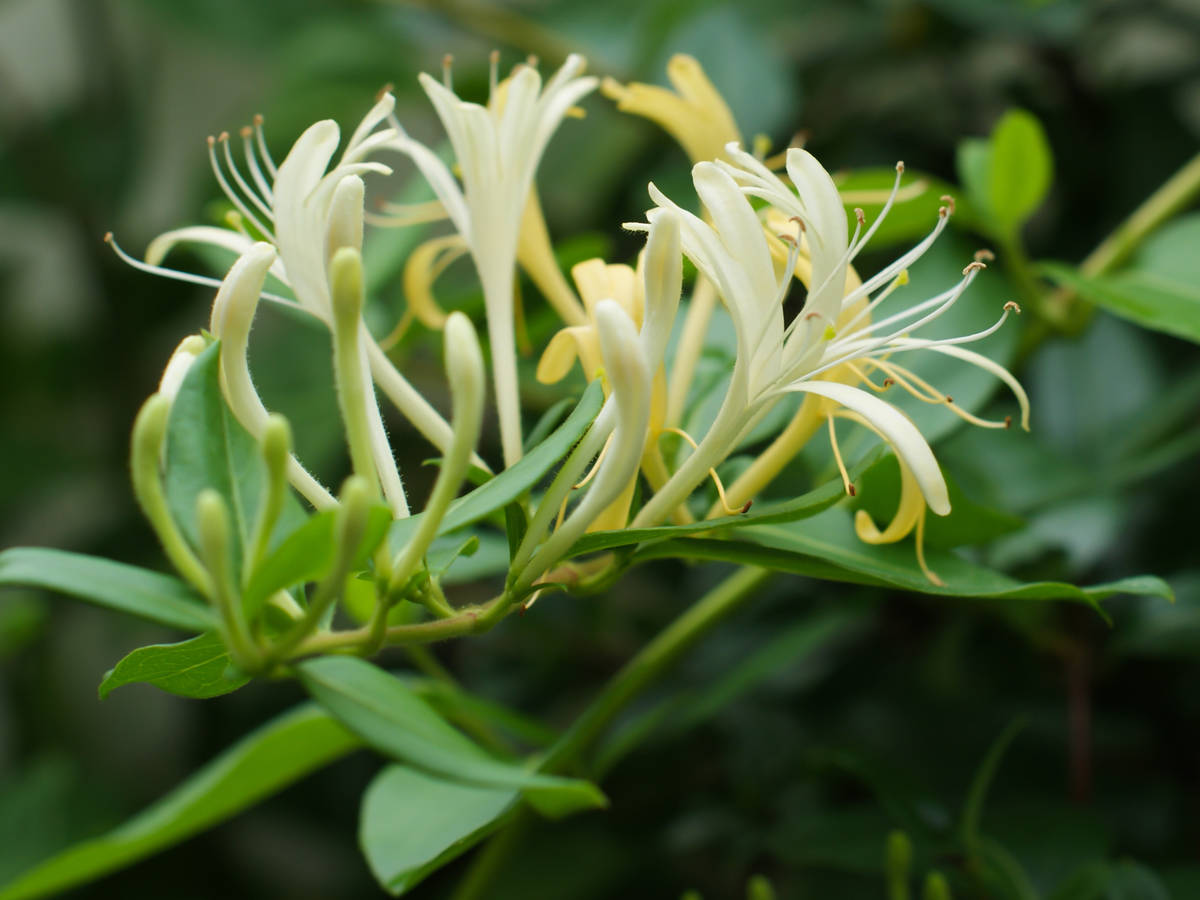 lonicera japonica honeysuckle thrives outside