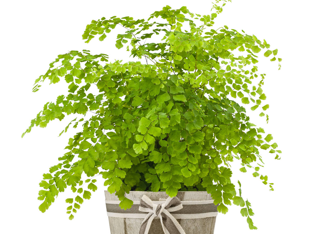 maidenhair fern is easy to grow