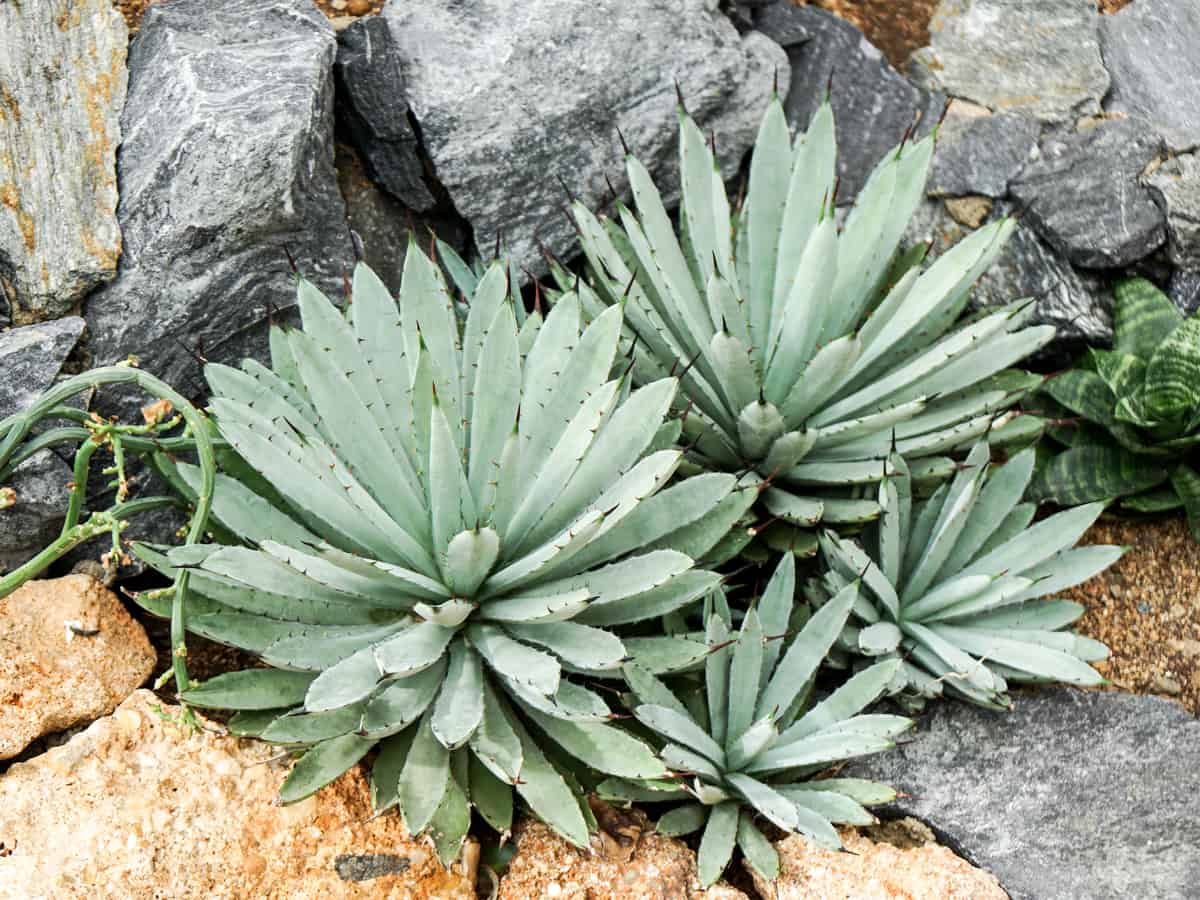 mescal agave cactus is drought tolerant