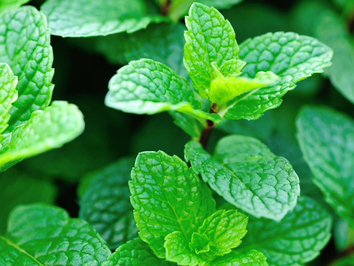 mint leaves offer tantalizing aromas