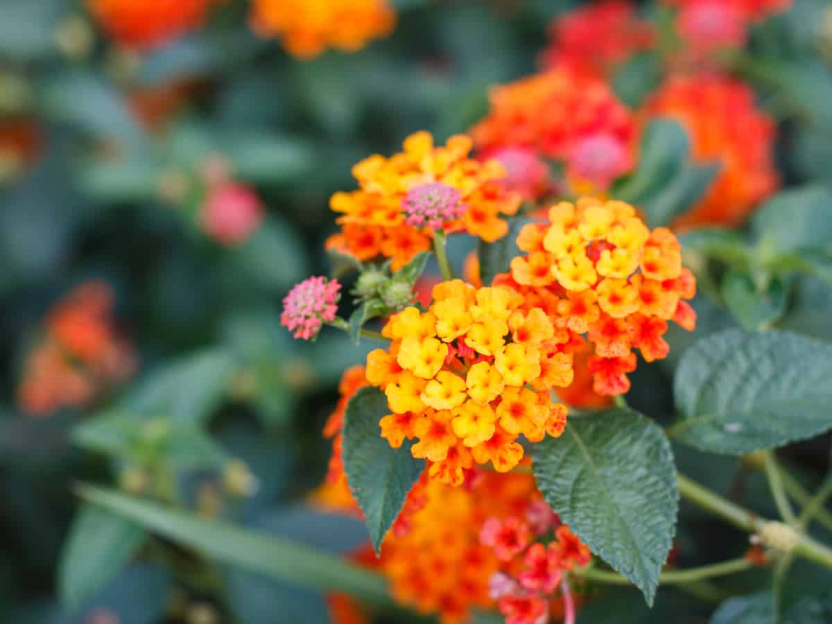 yellow, red and orange lantana blossoms