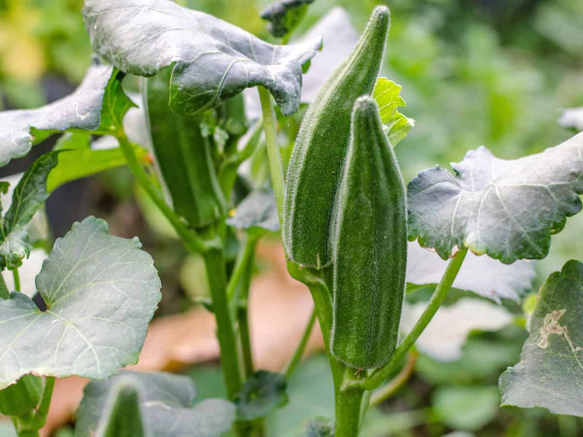 vegetables in containers - okra