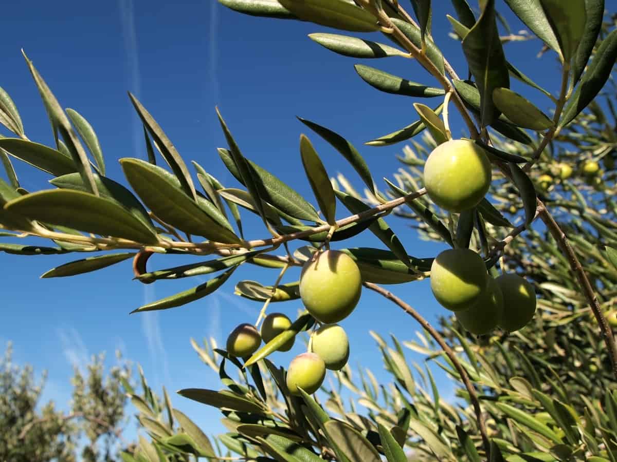 grow olives in a container