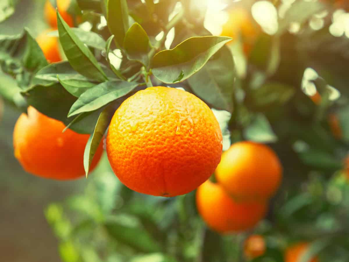container garden - oranges
