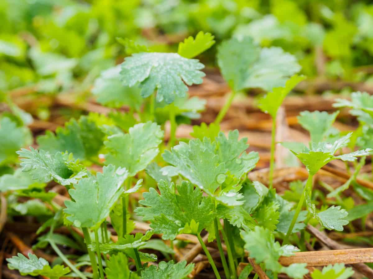 parsley in the kitchen herb garden