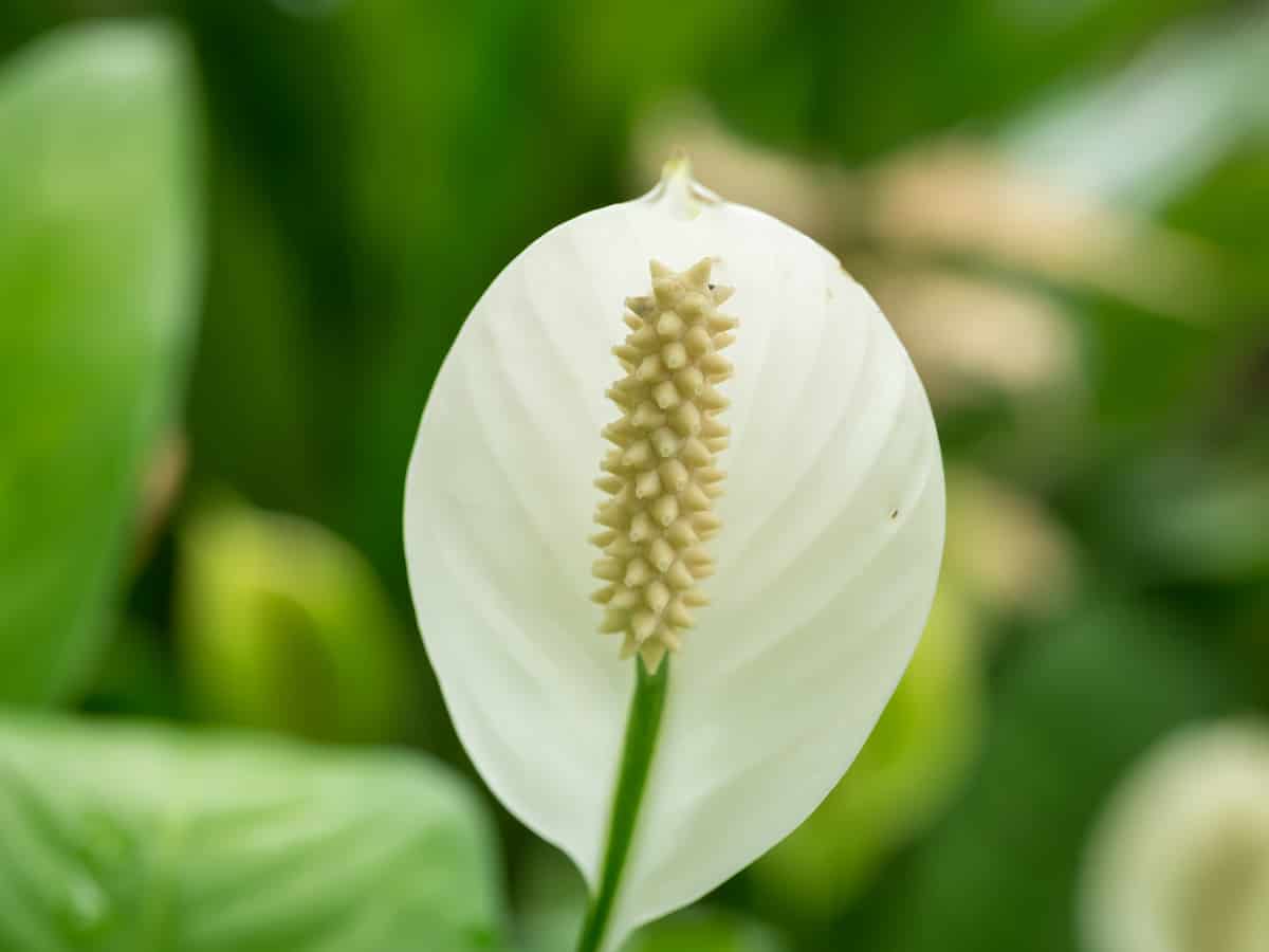 peace lily flower close-up