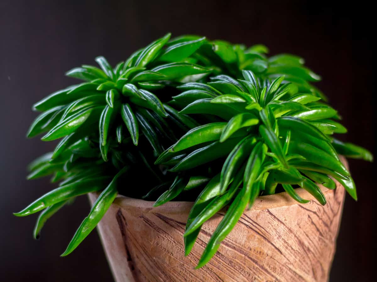 peperomia in a pot