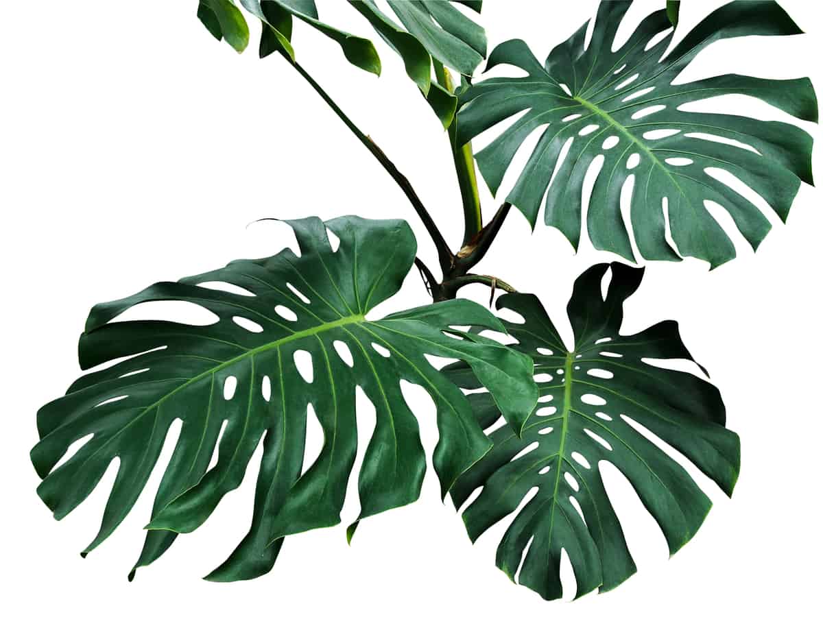 philodendron comes in many varieties