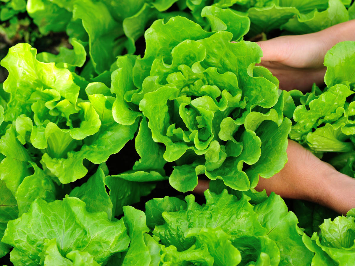 pick lettuce from a container