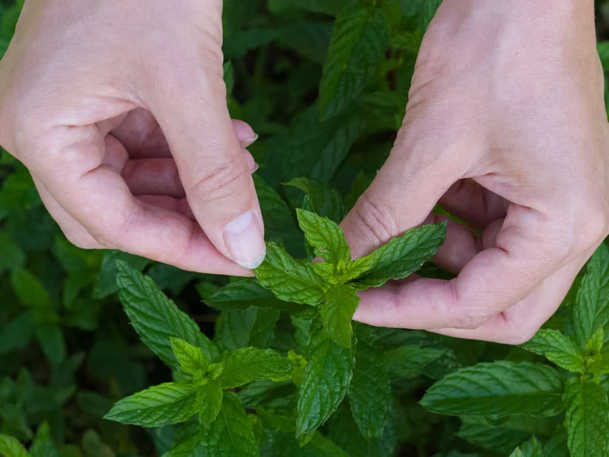 grow mint indoors