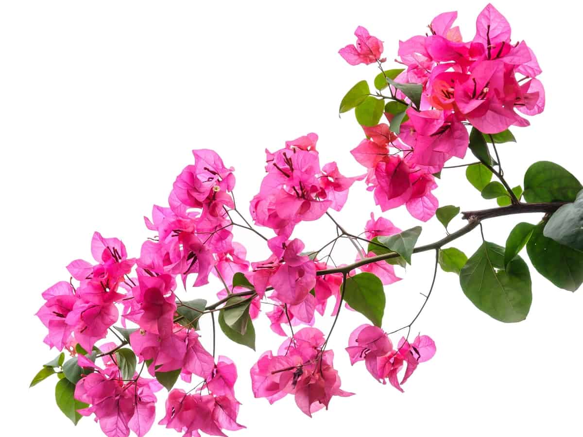 bougainvillea perennials