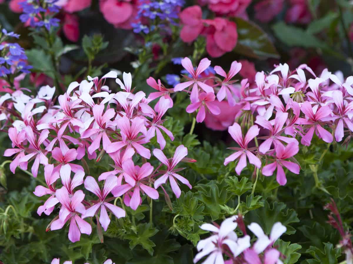 creeping phlox adds to the landscape