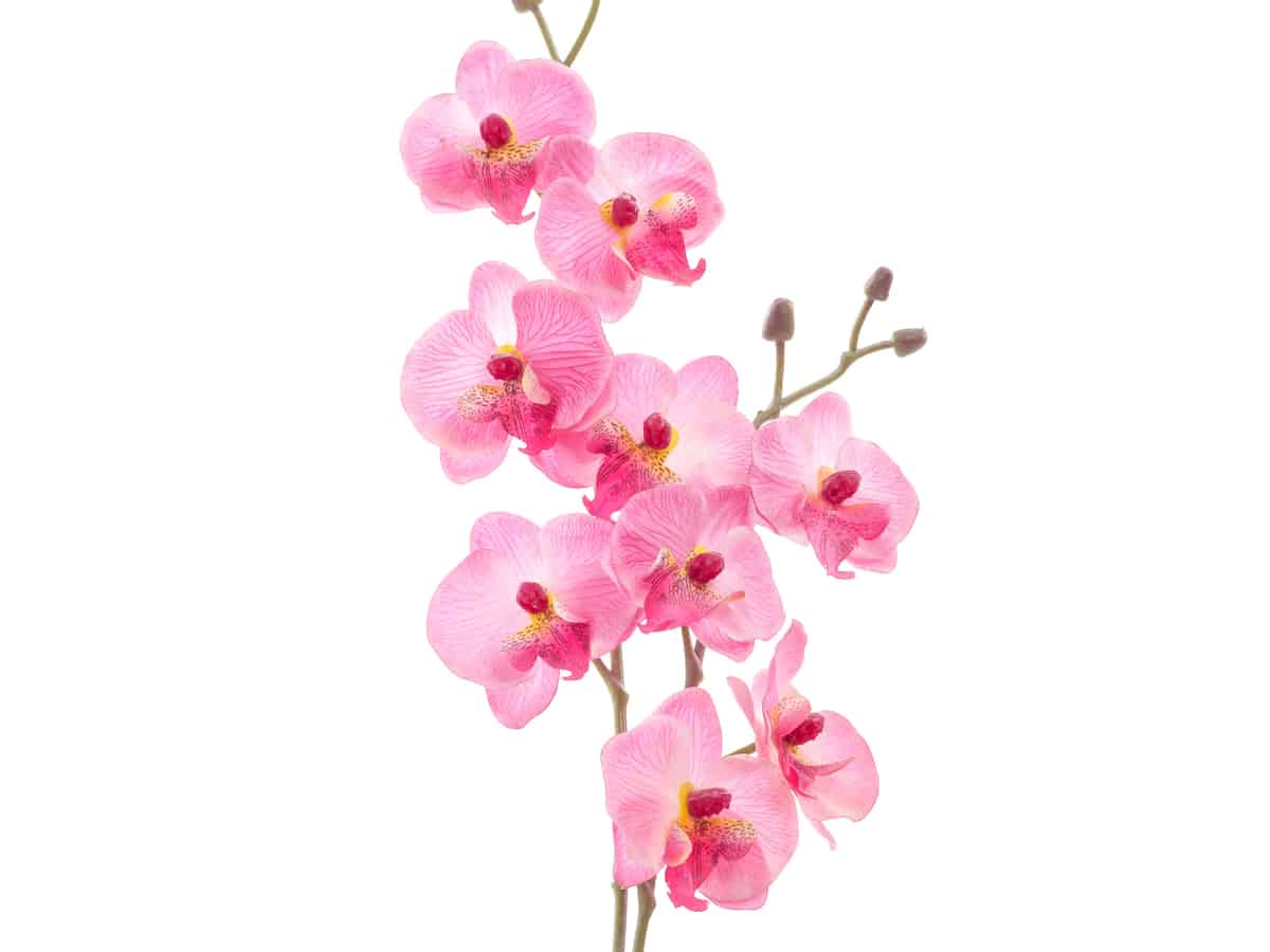 orchids are beautiful plants