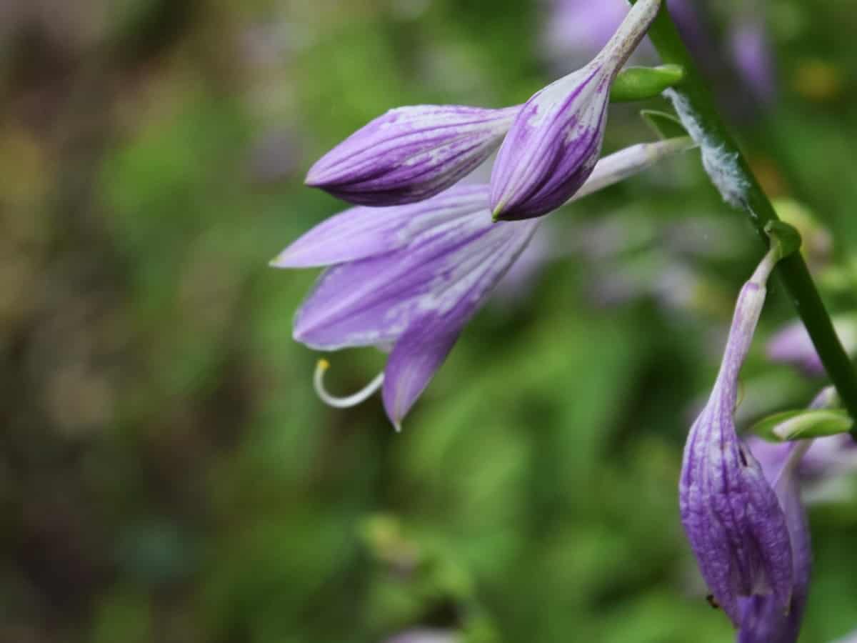 hostas or plantain lilies grow well in shade