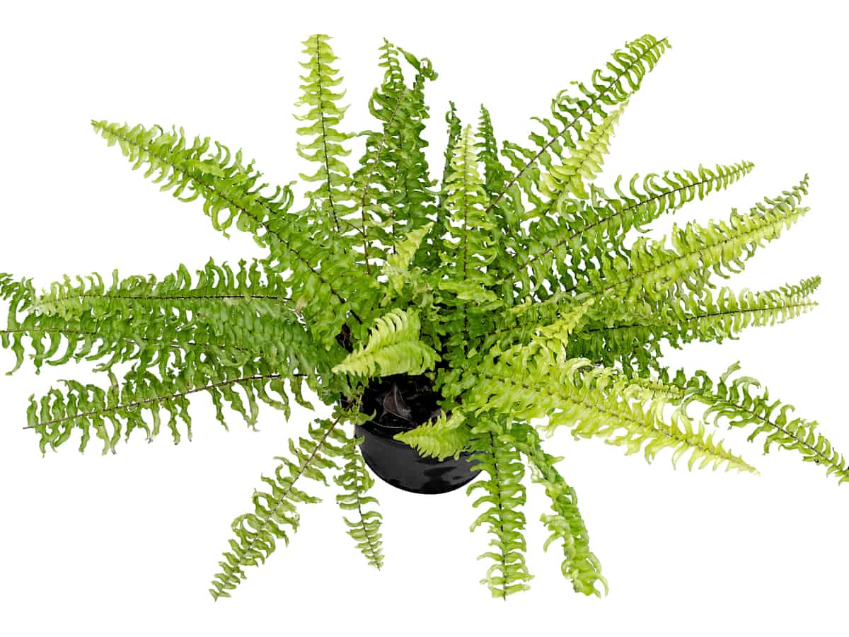 Boston fern in a pot